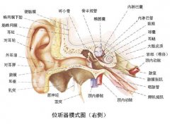耳部结构图高清图与详细介绍