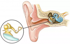 风湿性关节炎与听力损失